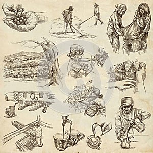 Coffee harvesting and processing. Agriculture. An hand drawn illustration