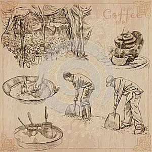Coffee harvesting and processing. Agriculture. An hand drawn vector illustration