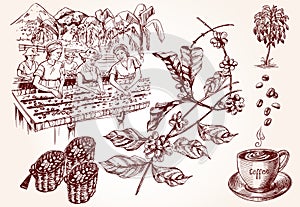 Coffee harvesting. Vintage illustration of coffee making process.