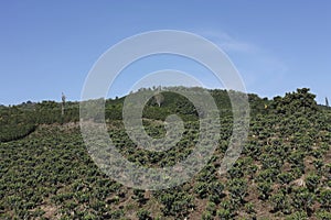 Coffee landscape, Colombia.