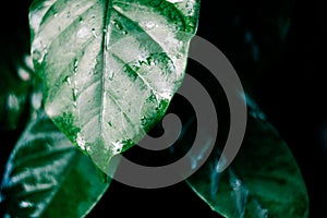 Coffee leaf with water drop