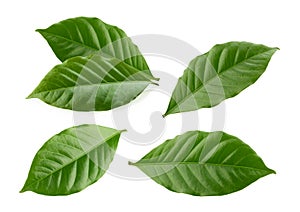 Coffee leaves isolated white background