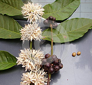 Coffee Leaves, White Flowers, Fruits and Seeds - Coffea Arabica Plant