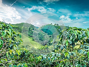 Coffee Mountain Jerico, Colombia