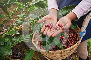 Coffee picker show red cherries photo