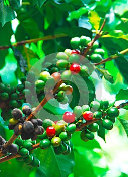 Coffee plant