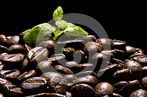 Káva rostlina 