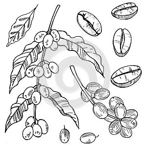 Coffee Plant and beans. Vector sketch illustration.