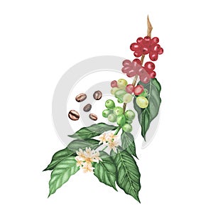 Coffee plant branch with Red and roasted arabica beans isolated on white. Watercolor hand drawn llustration for design