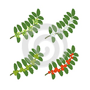 Coffee plant. Bush Tree coffea arabica branch. The ripening process. Flowers, green beans and ripe red beans. Colorful