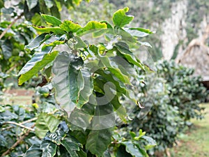 Coffee plant coffea arabica growing in Cuba