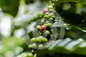 Coffee Plant. Coffee beans growing on a branch of coffee tree. Close up Branch of a coffee tree with ripe fruits