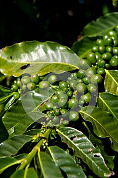 Coffee plant detail