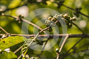 Coffee plant detail 3