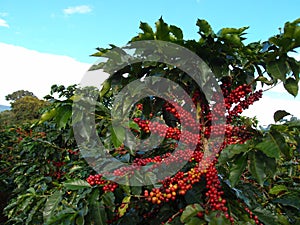 Coffee plant with great fruits