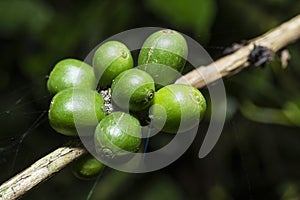 Coffee plant with green beans