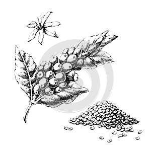 Coffee plant Hand-drawn black and white illustration. Jpeg photo