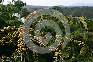 Coffee plant in Lam Dong, Vietnam