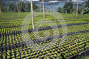 Coffee plant nursery