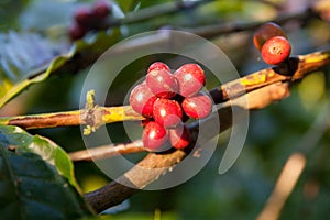 Coffee Plant. Red coffee beans on a branch of coffee tree. Branch of a coffee tree with ripe fruits