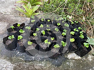 Coffee plant seedlings in black plastic pots on floor