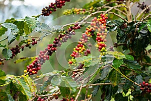 Coffee plant with seeds red and green.