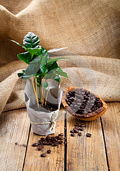 Coffee plant tree in paper packaging on sackcloth