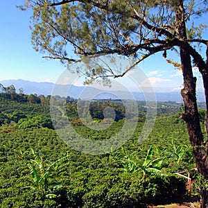 Coffee Plantation