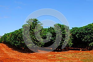 Coffee Plantation