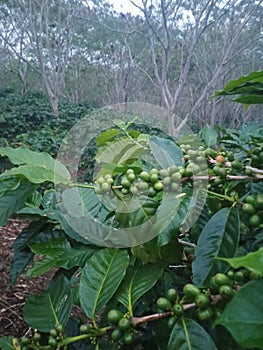 Coffee plantation in the afternoon