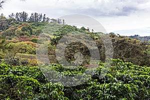 Coffee plantation, Alajuela region, Costa Rica