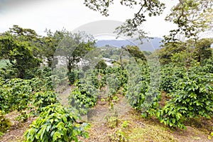 Coffee plantation bajo boquete province Chiriqui Panama photo