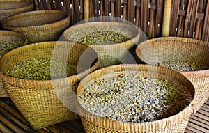 Coffee plantation in Bali . Coffee beans. Kopi Luwak, Bali, indonesia