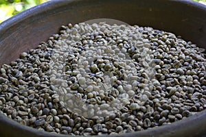 Coffee plantation in Bali . Raw Coffee beans.