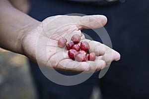 Coffee Plantation, Boquete, Panama.