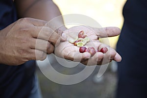 Coffee Plantation, Boquete, Panama3 photo