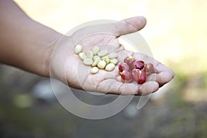 Coffee Plantation, Boquete, Panama5