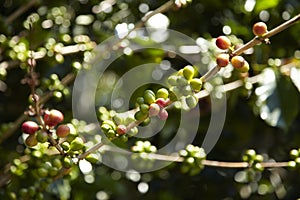 Coffee Plantation, Boquete, Panama6