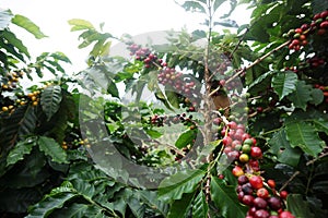 Coffee Plantation in Brazil photo