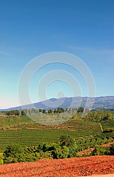 Coffee Plantation in Costa Rica