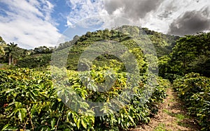 Coffee plantation in Costa Rica in the Orosi Valley