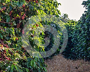 Coffee plantation with the early morning sun