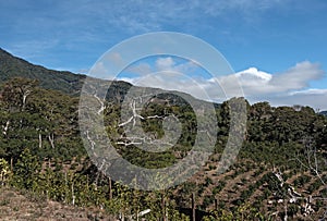 Coffee plantation in the highland at Boquete Panama