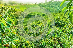 Coffee Plantation in Jerico, Colombia