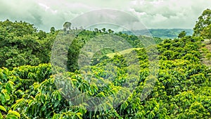 Coffee Plantation in Jerico, Colombia