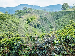 Coffee Plantation in Jerico, Colombia