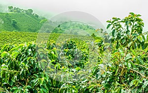 Coffee Plantation in Jerico, Colombia photo
