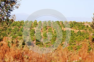 Coffee plantation, Kenya