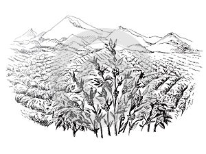Coffee plantation landscape