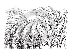 Coffee plantation landscape